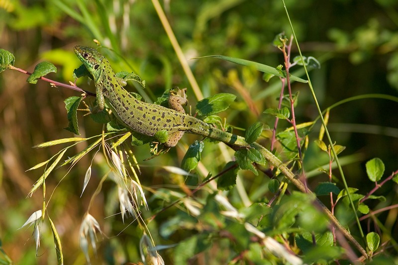 Lacerta bilineata